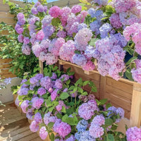 Verbena Four Seasons Hydrangea Seeds