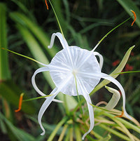 Hymenocallis Littoralis Spider Lily White Bulb