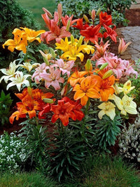 Asiatic Lilies Mix Color Bulbs