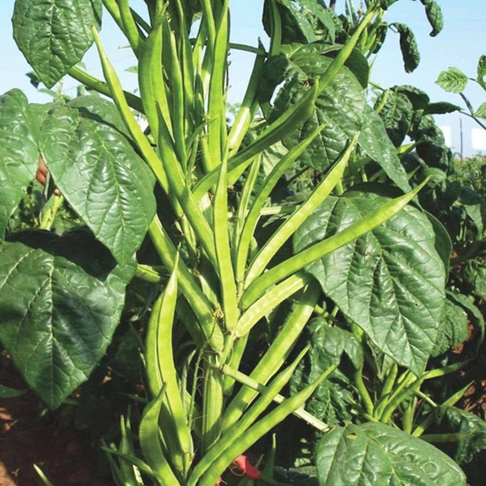 Guar Phali Hybrid, Cluster Beans Vegetable Seeds