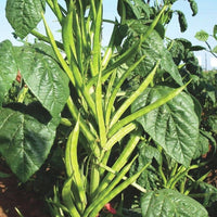 Guar Phali Hybrid, Cluster Beans Vegetable Seeds