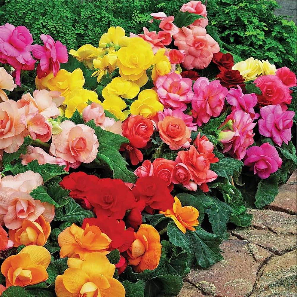 Begonia Mix Colors Bulb