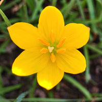 Zephyranthes Lily Yellow Bulb