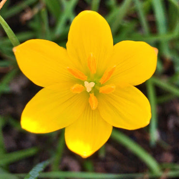 Zephyranthes Lily Yellow Bulb