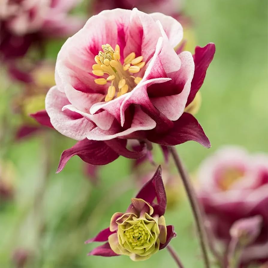 Aquilegia- Double Flowered Mix