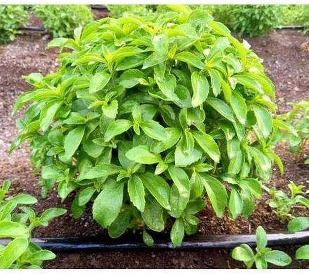 Sweet Stevia Rebaudiana Plant Seeds