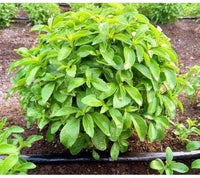 Sweet Stevia Rebaudiana Plant Seeds