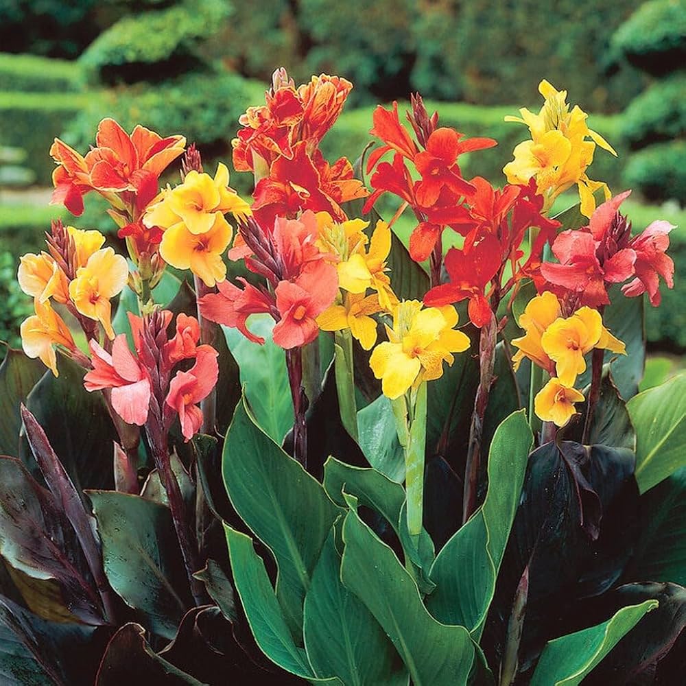 Tropical Dwarf Canna Collection