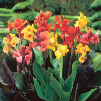 Tropical Dwarf Canna Collection