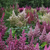 Astilbe Mixture Super Sak