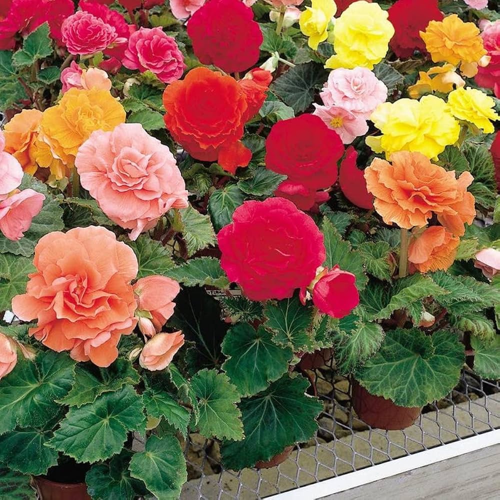 Begonia Mix Colors Bulb