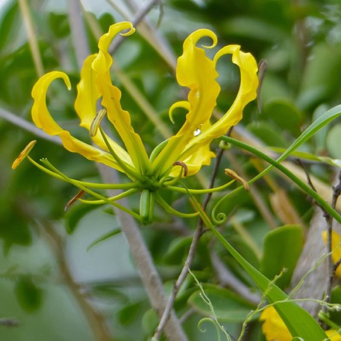 Flame Lily Gloriosa Lutea Yellow Bulb