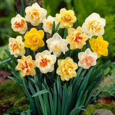 Daffodil Prom Dance Cream Bulb