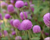 Audray Pink – Gomphrena Seed