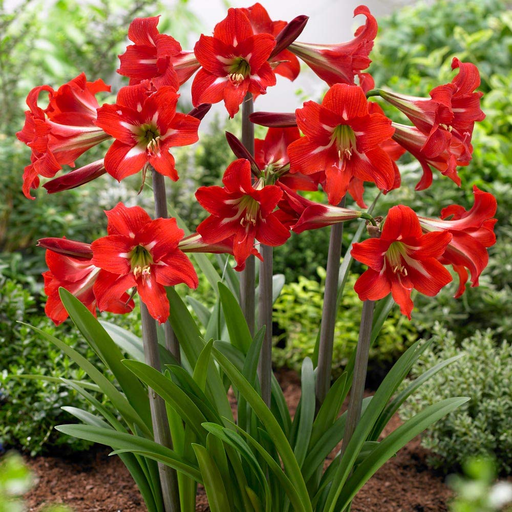 Dutch Amaryllis Mix Colors Bulbs