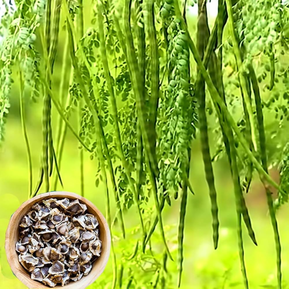 Drumsticks, Moringa Oleifera Vegetable Seeds