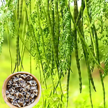 Moringa Oleifera, Drum Stick Rama Vegetable Seeds