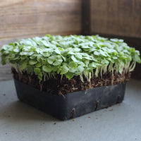 Basil, Genovese – Microgreen Seed