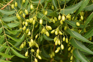 Azadirachta Indica, Neem - Seeds