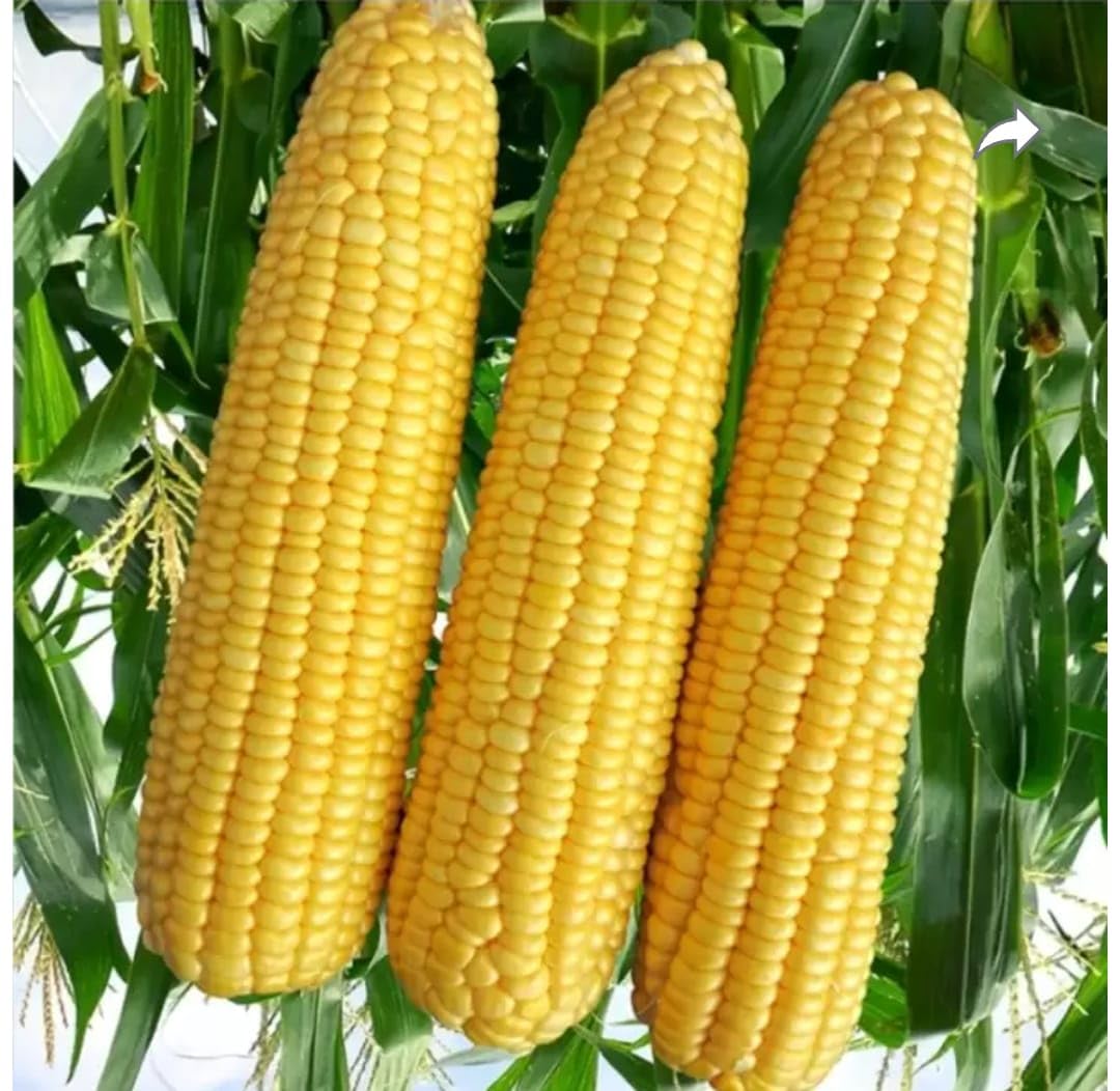 Corn, Sweet- True Gold