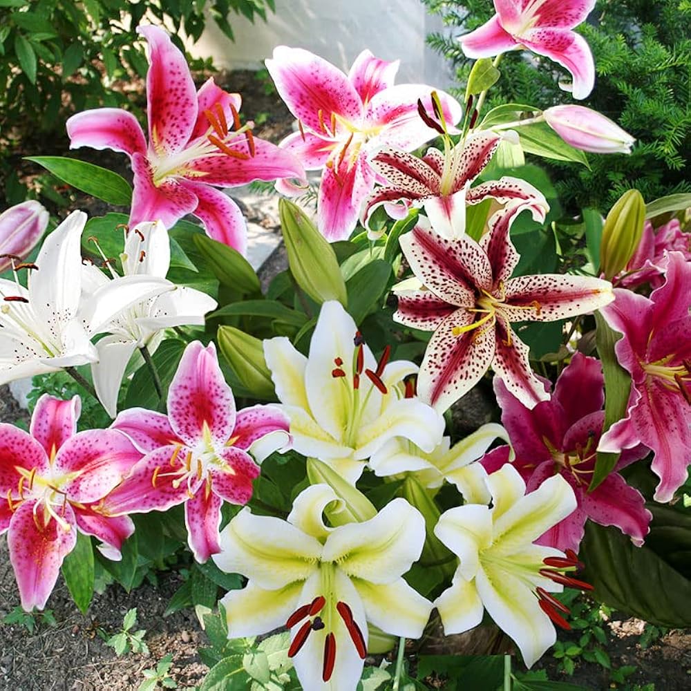 Lilies Mix Color Bulbs