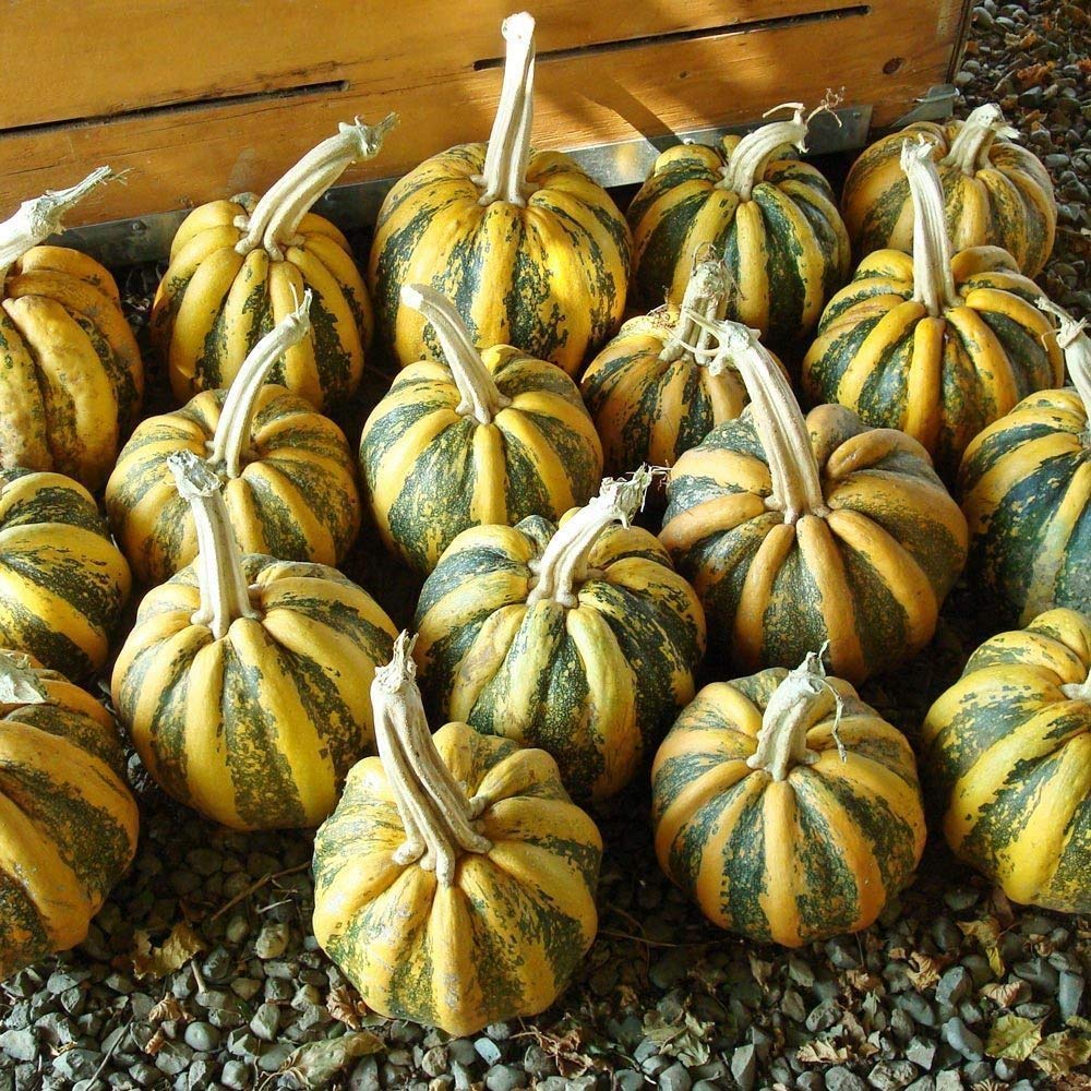 Pumpkin- Tonda Padana