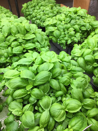 Basil, Italian Large Leaf – Microgreen Seed