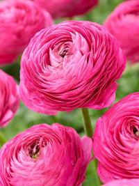 Ranunculus Pink Bulbs