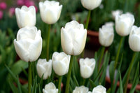 Tulip Agrass White Bulbs