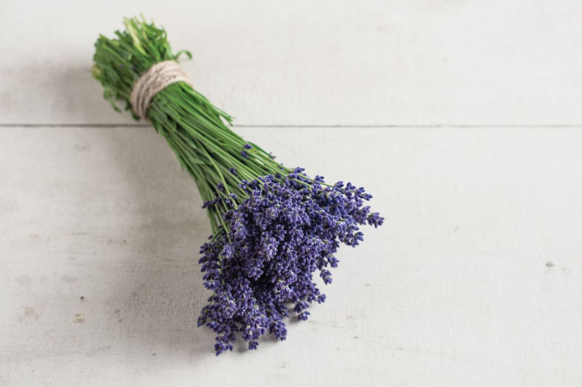 Ellagance Purple – Lavender Seed