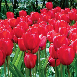 Apeldoorn Perennial Tulip Seeds