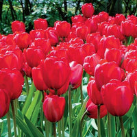 Apeldoorn Perennial Tulip Seeds