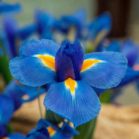 Blue Diamond Dutch Iris Seeds