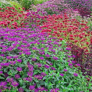 Candy Shop Bee Balm Mixture