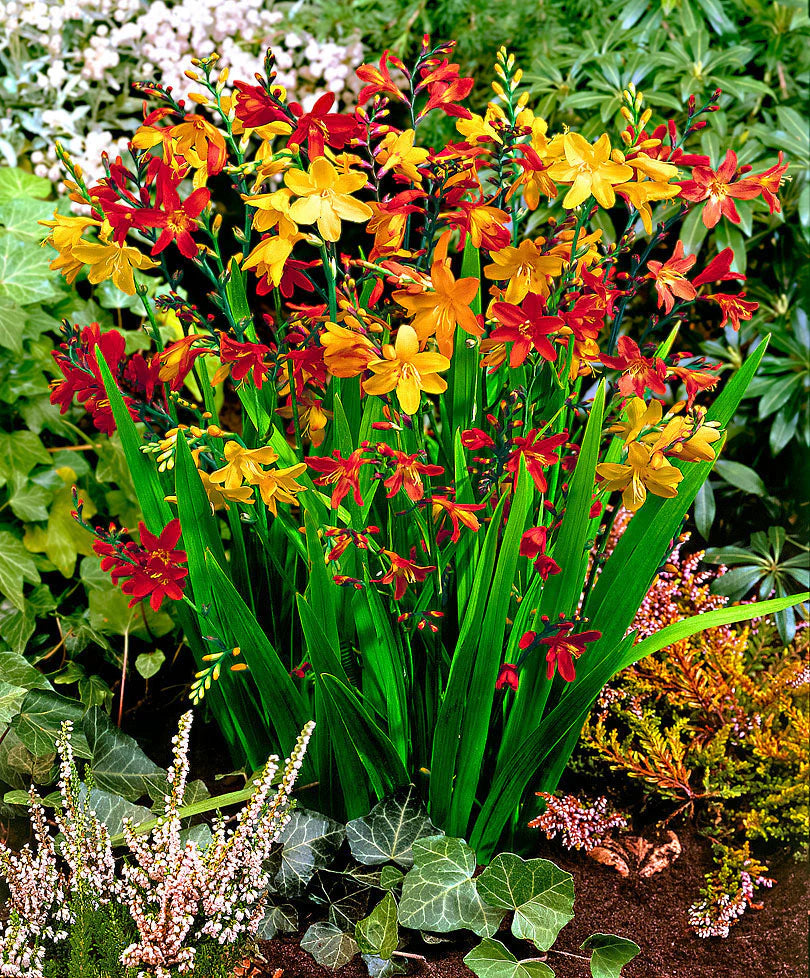 Crocosmia Montbretia Mix Color Bulb