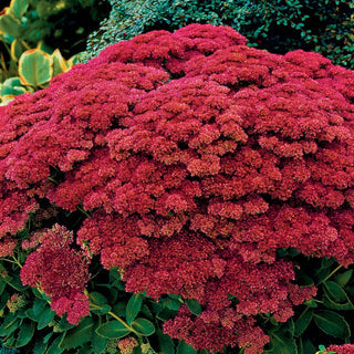 Autumn Joy Sedum