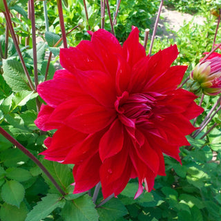 Babylon Red Dahlia