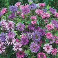 Blue Shades Bee Balm Mixture