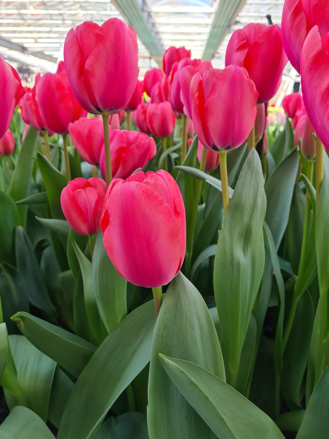 Tulip- Barcelona