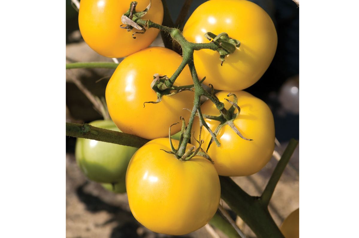 Taxi – Organic Tomato Seed