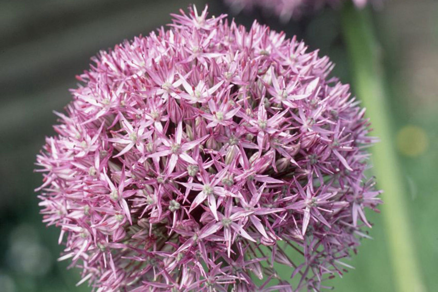 Beau Regard Allium Seeds