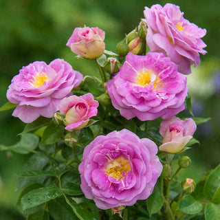 Arctic Blue Floribunda Rose