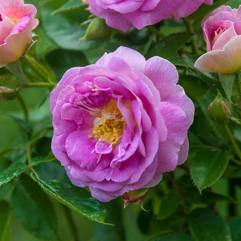 Arctic Blue Floribunda Rose