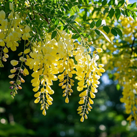 Yellow Wisteria Seeds