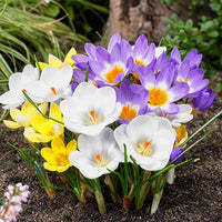 Three Cheers Snow Crocus Mixture Seeds