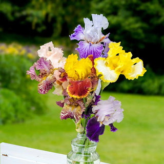 Breeder's Choice Reblooming Tall Bearded Iris Mix