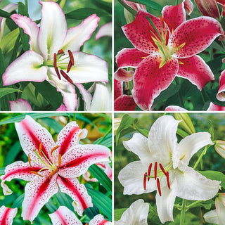 Ben's Oriental Lily Collection Seeds