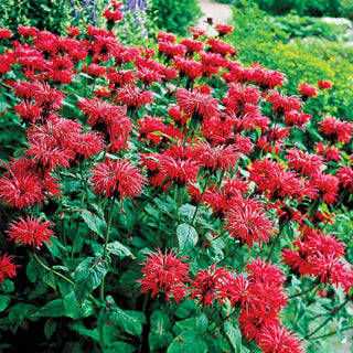 Garden View Scarlet Bee Balm