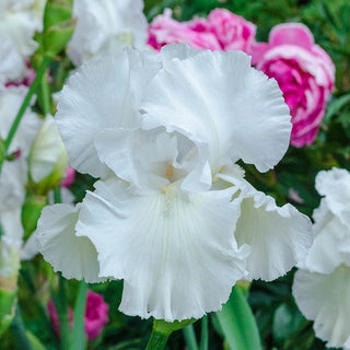 Immortality Reblooming Bearded Iris