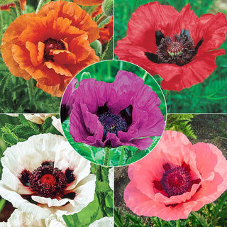 Breck's Colourful Oriental Poppy Collection